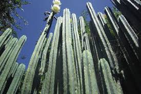 Cactus Sagrado de los Incas